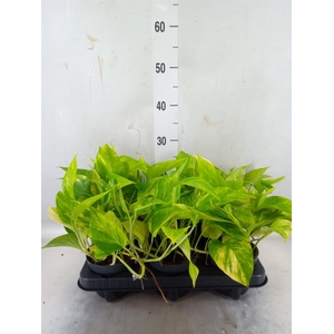 Epipremnum pinn. 'Hicolor'