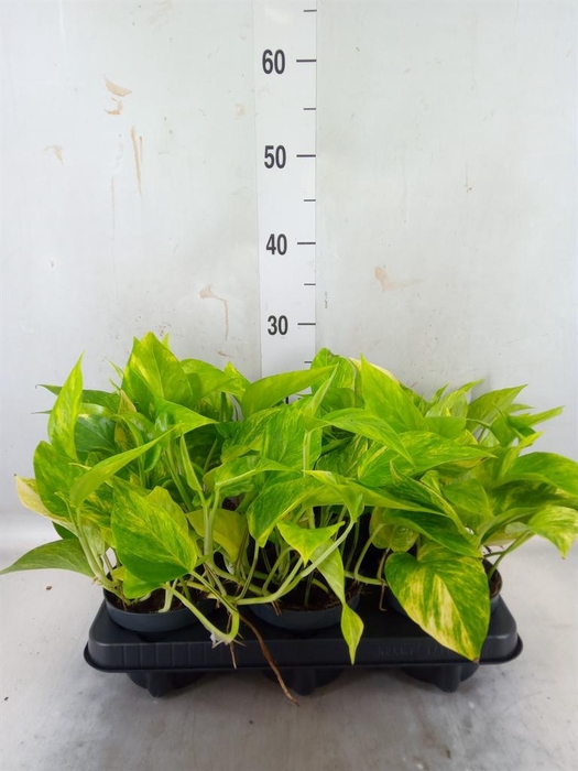 <h4>Epipremnum pinn. 'Hicolor'</h4>