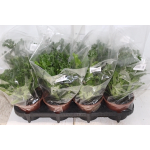 ASPLENIUM LESLIE P15