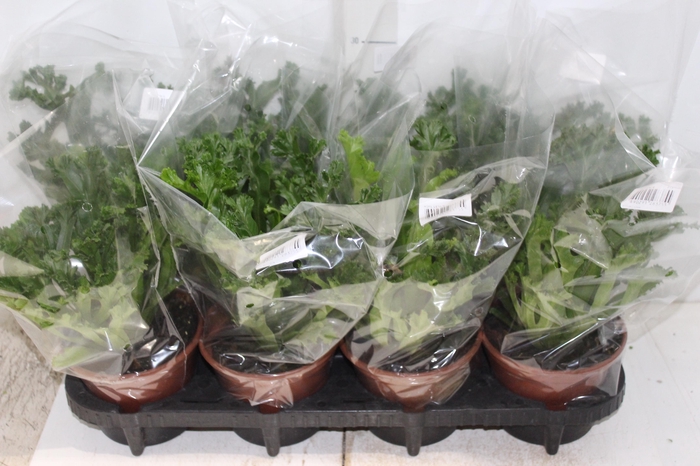 <h4>ASPLENIUM LESLIE P15</h4>