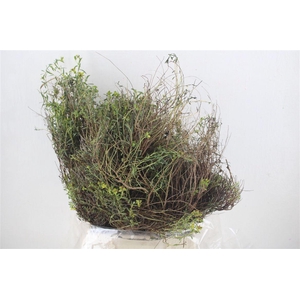 Euph Spinoza Medium 400gr P Bunch