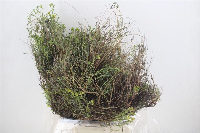 <h4>Euph Spinoza Medium 400gr P Bunch</h4>