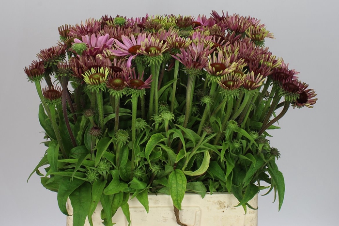 <h4>Echinacea Purpurea Flowering</h4>