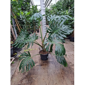 Monstera delic.