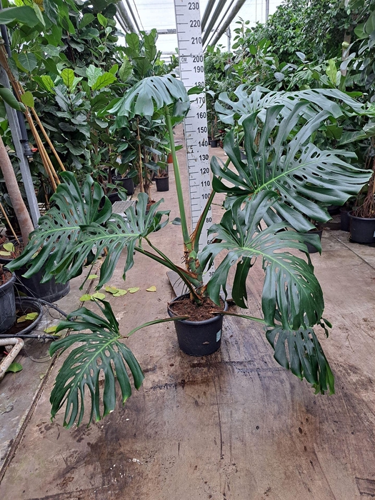 <h4>Monstera delic.</h4>