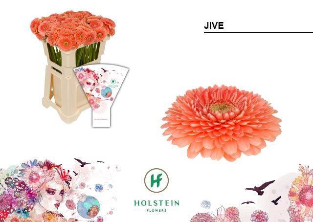 <h4>GE BV GERPONI JIVE</h4>