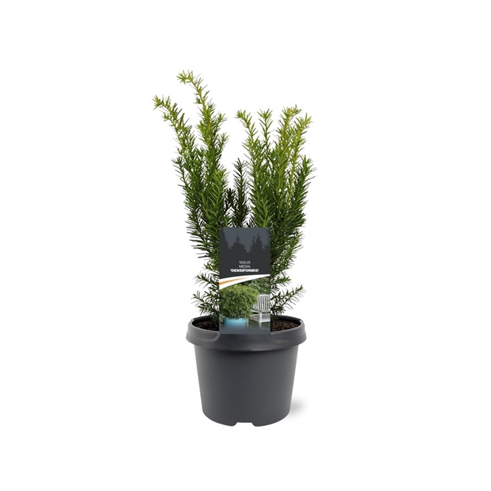 <h4>Taxus media 'Densiformis'</h4>