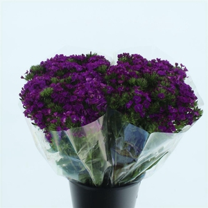 Di Barb Amazon Purple Super X L