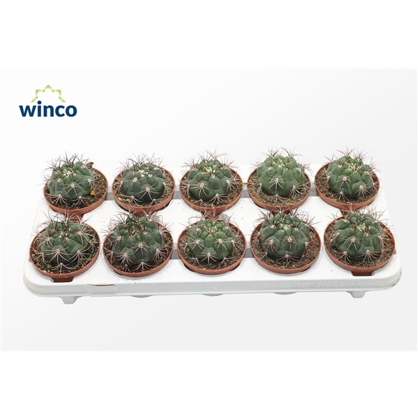 <h4>Gymnocalycium Saglyonis</h4>
