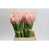 Zantedeschia Eydolls Pink