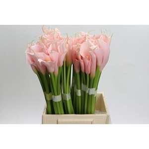 Zantedeschia Eydolls Pink