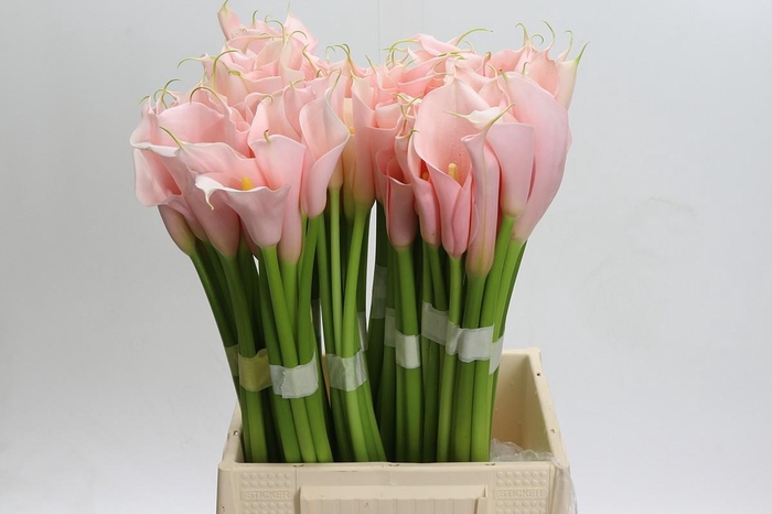 Zantedeschia Eydolls Pink