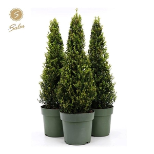Ilex crenata 'Jenny'® Pyramid 55cm P21