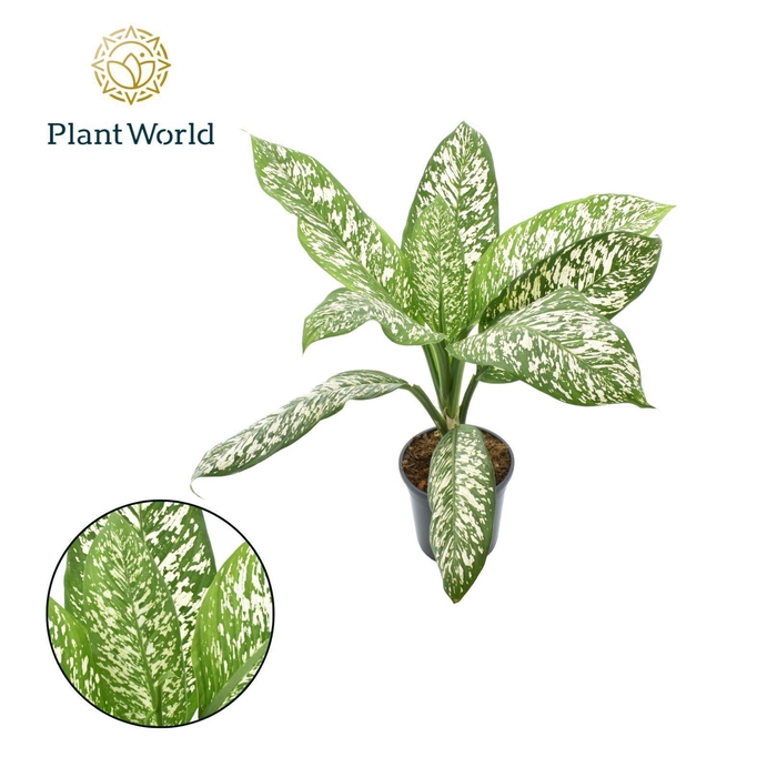 <h4>Dieffenbachia 'White Etna'</h4>