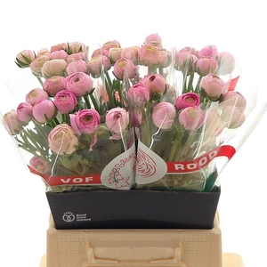 Ran Aazur Light Pink