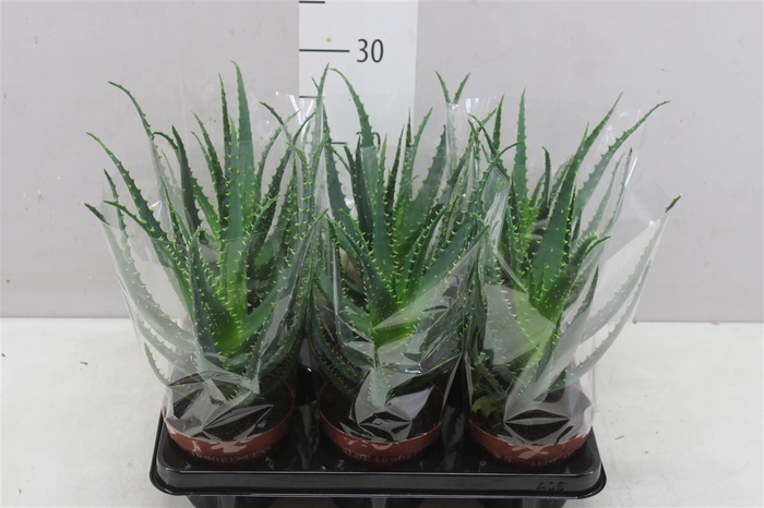 <h4>Aloe Arborescens</h4>