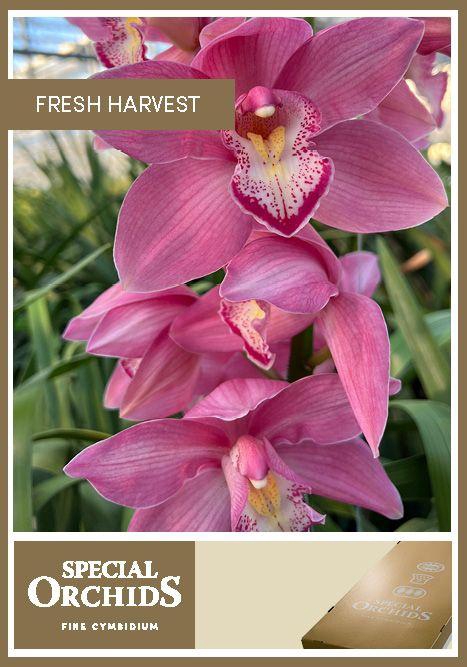 <h4>CYMB T PACIFIC SWAN</h4>