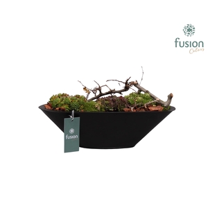 Metalen bootvorm pot met sempervivum