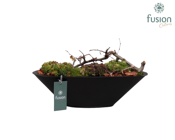 <h4>Metalen bootvorm pot met sempervivum</h4>