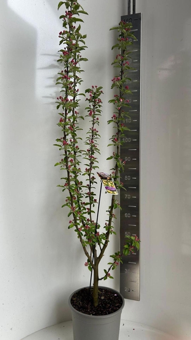 <h4>Malus Malus Golden Hornet</h4>