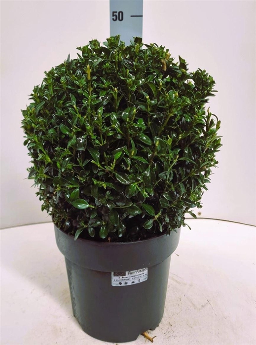 arr8 Buxu Sempervirens