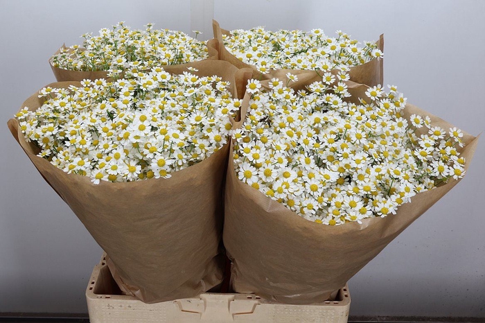 <h4>Tanacetum parth. 'Single Vegmo'</h4>