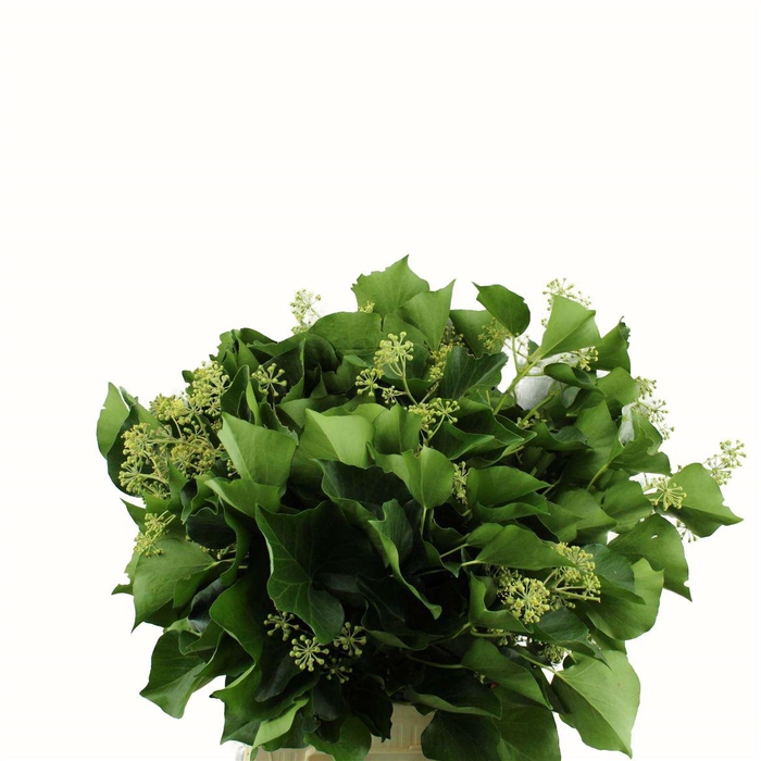 <h4>Hedera Nl</h4>