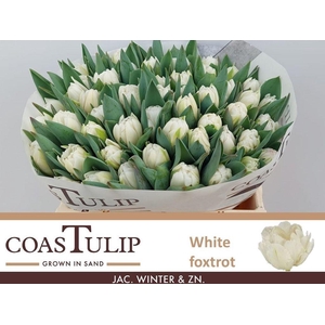 Tulipa do white foxtrot