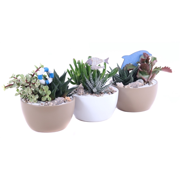 <h4>2x succulent 8,5 cm in gekleurde schaal met zand, schelpen en bijsteker</h4>