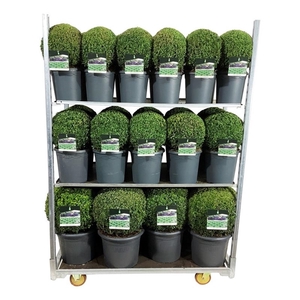 Buxus sempervirens