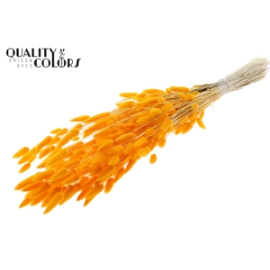 Lagurus Premium per bunch Bleached Apricot