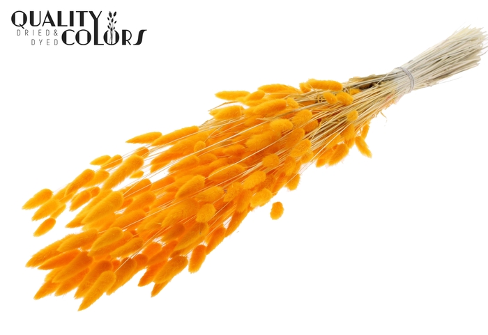 Lagurus Premium per bunch Bleached Apricot