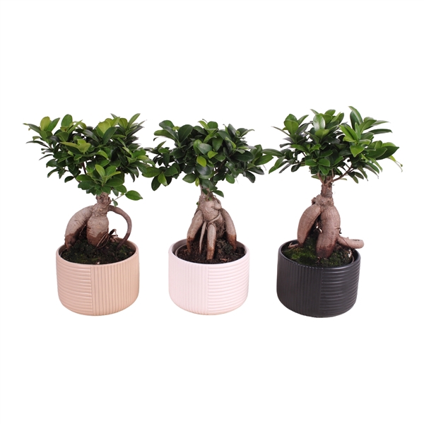 <h4>Ficus m. Ginseng ø15cm in ø17cm Crispy Clean Nº368</h4>