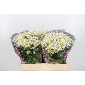 Tanacetum Pa Single Vegmo