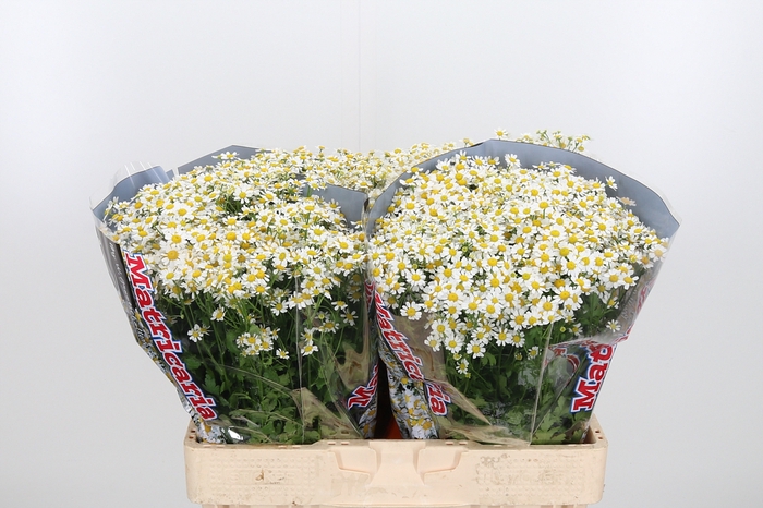 <h4>Tanacetum Pa Single Vegmo</h4>