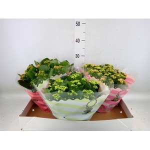 Kalanchoe blos.   ..rosebud mix  5