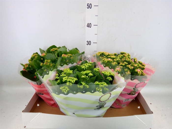 <h4>Kalanchoe blos.   ..rosebud mix  5</h4>