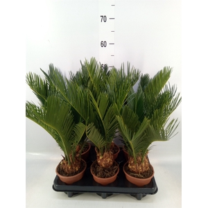 Cycas revoluta