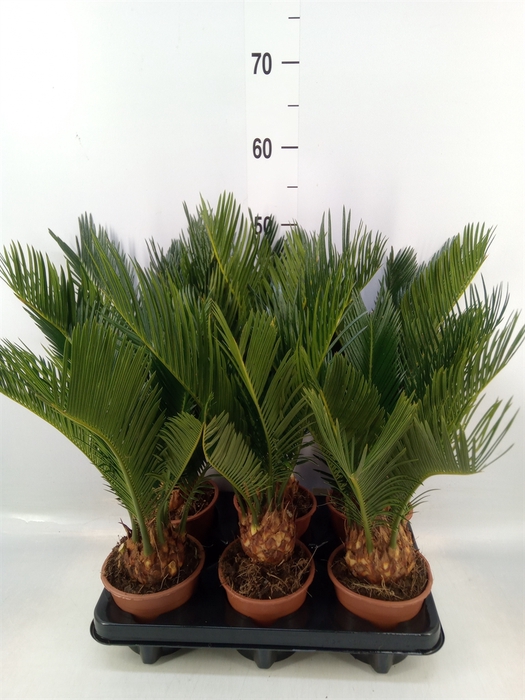 <h4>Cycas revoluta</h4>