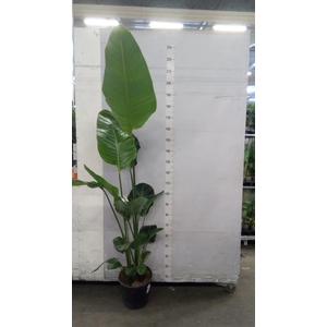 Strelitzia nicolai