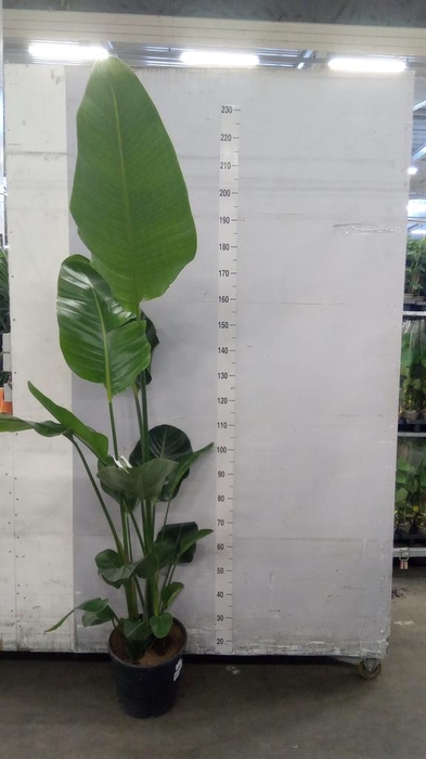 <h4>Strelitzia nicolai</h4>