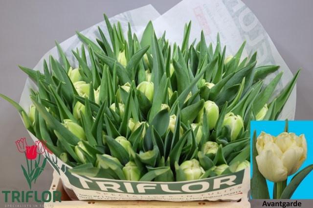 <h4>Tu Du Avant Garde</h4>