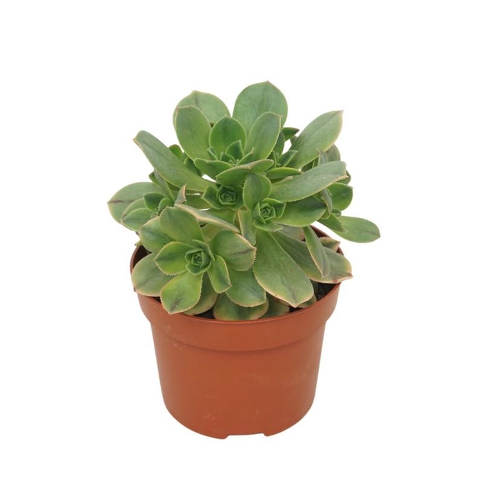 <h4>Aeonium Arb Velours Kiwi</h4>