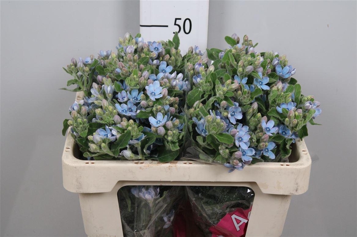 <h4>Oxy Co Tan Pure Blu</h4>