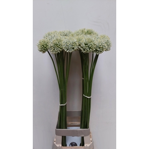 ALLIUM MOUNT EVEREST