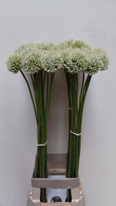 <h4>ALLIUM MOUNT EVEREST</h4>