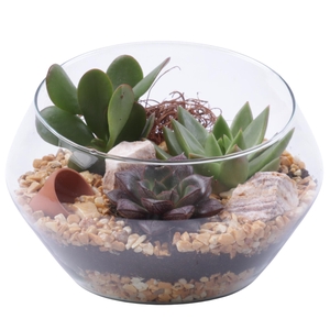 Yearround Arr. Succulent Glass Oblique UFO Vase Ø20cm 3PP