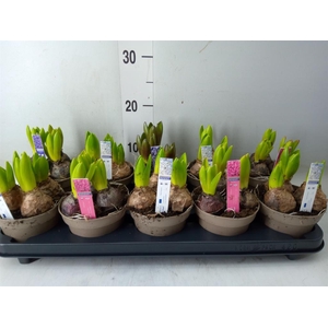 Hyacinthus orie. 'Pearl'  ...mix  4