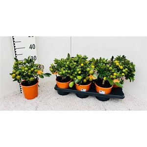 Citr Microcarpa 15+
