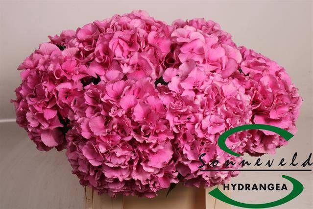 <h4>HYDR M ROYAL PARADE</h4>